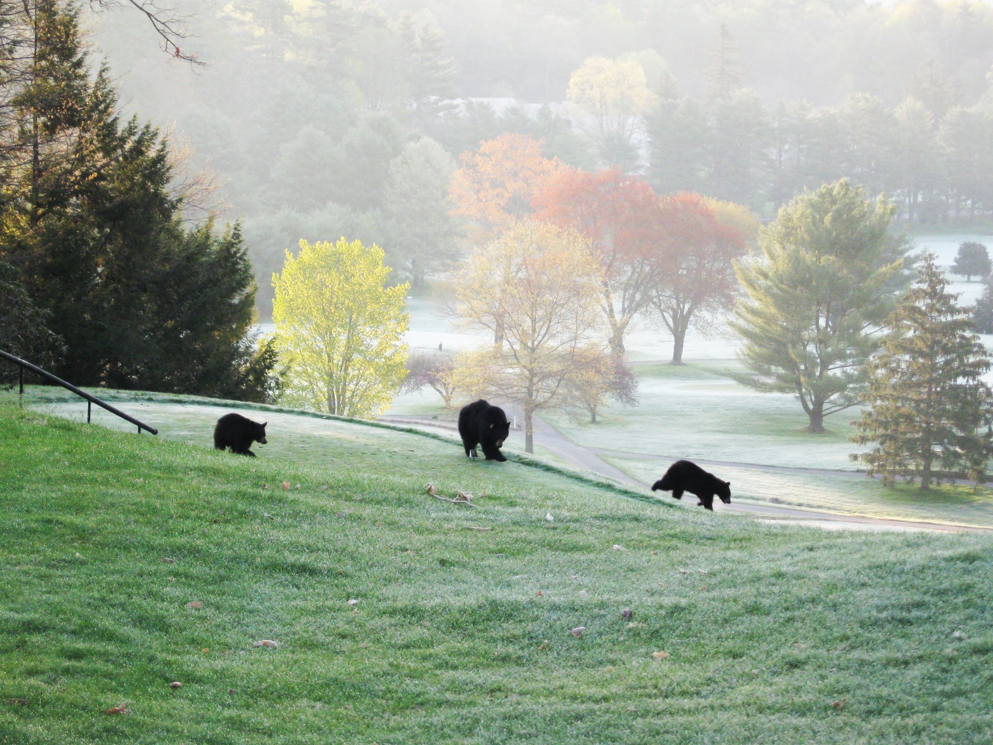 Mama_Bear_and_Cubs_on_HMCC_Course